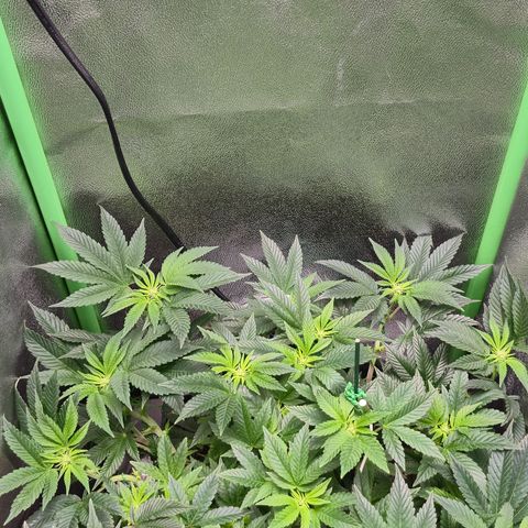 Agatha growlog photo: Trabajo de lst dieron sus frutos