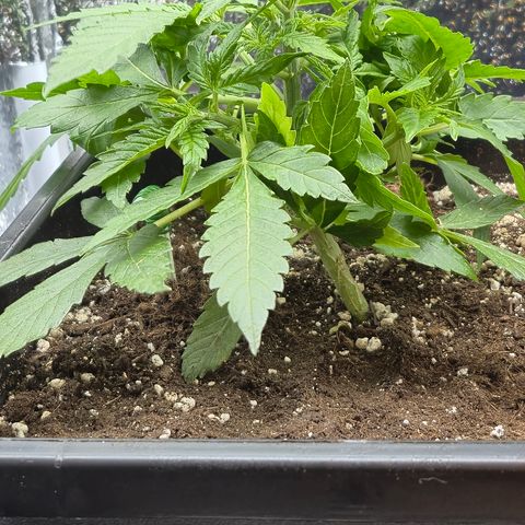 Agatha growlog photo: Trabajo de lst dieron sus frutos