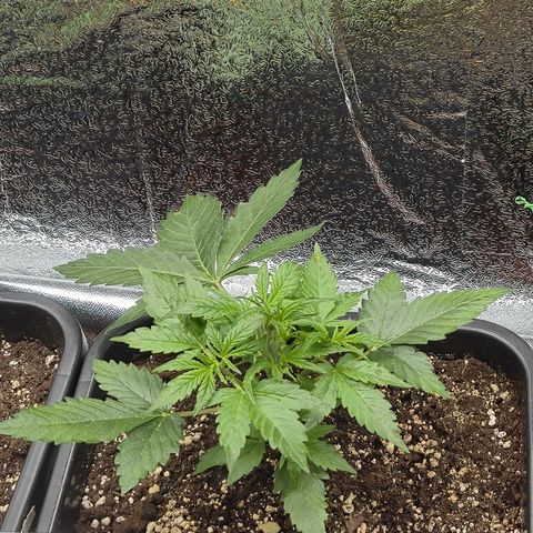 Agatha growlog photo: Trabajo de lst dieron sus frutos