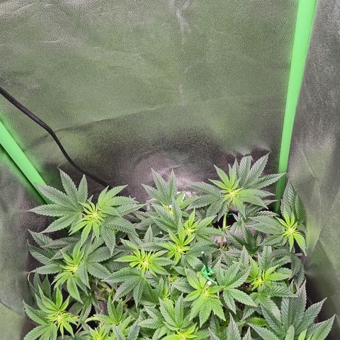 Agatha growlog photo: Trabajo de lst dieron sus frutos
