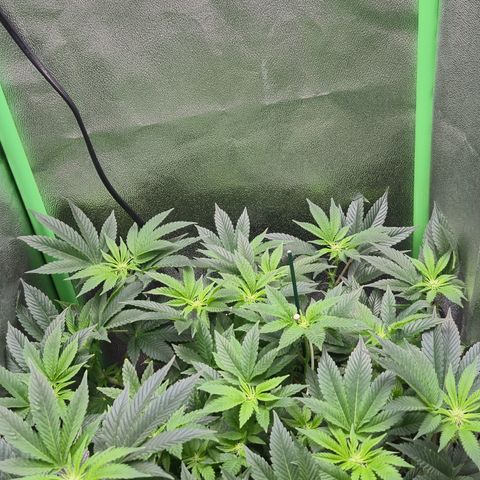 Agatha growlog timeline photo