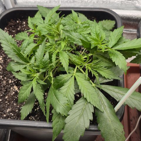 Agatha growlog timeline photo
