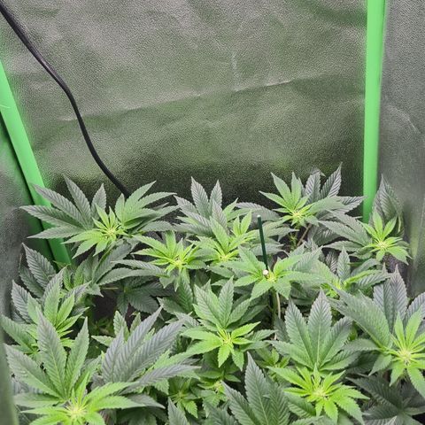 Agatha growlog timeline photo