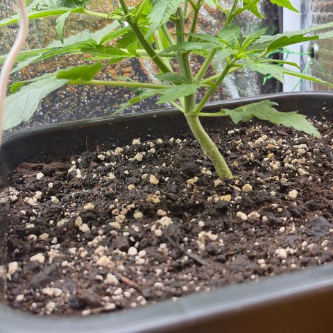 Agatha growlog timeline photo