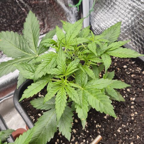 Agatha growlog timeline photo