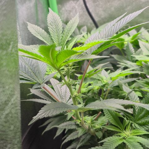 Agatha growlog timeline photo