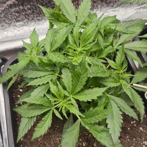 Agatha growlog timeline photo