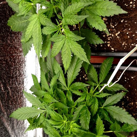 Agatha growlog timeline photo