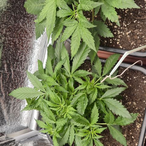 Agatha growlog timeline photo