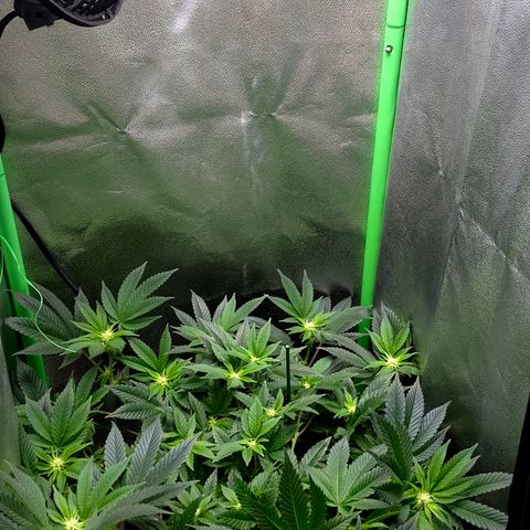 Agatha growlog timeline photo