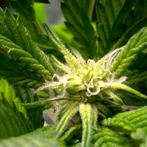 Agatha growlog timeline photo
