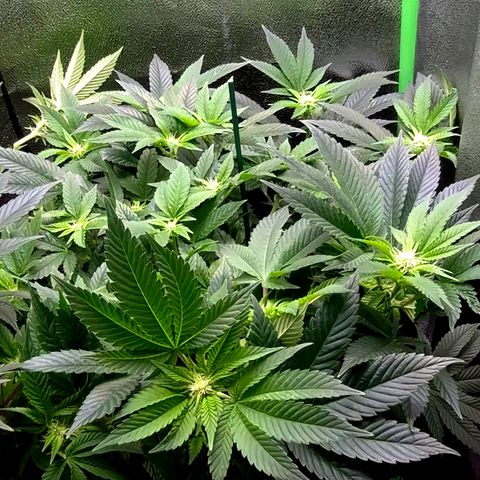 Agatha growlog timeline photo