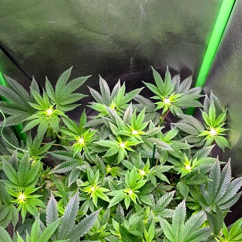 Agatha growlog timeline photo