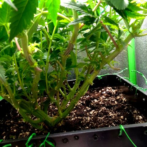 Agatha growlog timeline photo