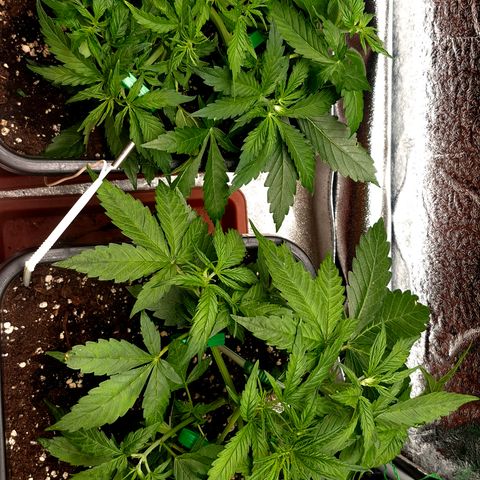 Agatha growlog timeline photo
