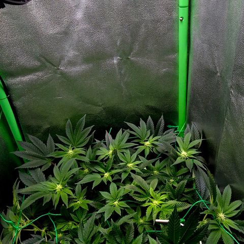 Agatha growlog timeline photo