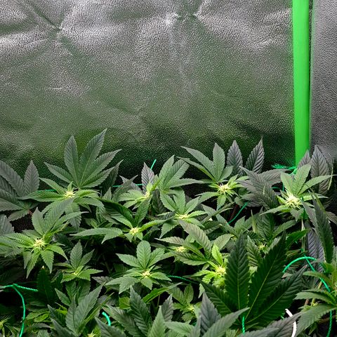 Agatha growlog timeline photo