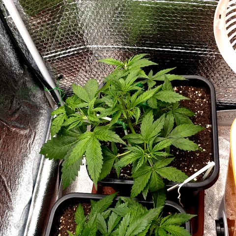 Agatha growlog timeline photo
