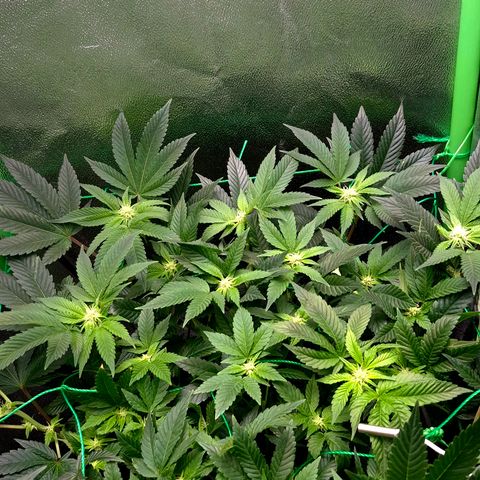 Agatha growlog timeline photo