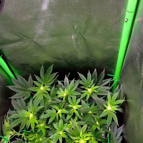 Agatha growlog timeline photo