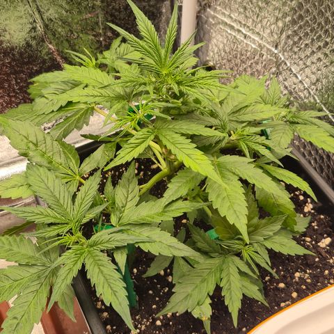 Agatha growlog timeline photo