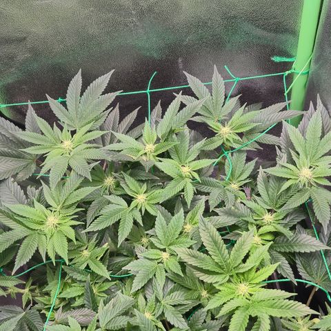 Agatha growlog timeline photo