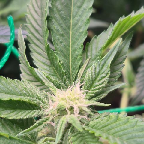Agatha growlog timeline photo