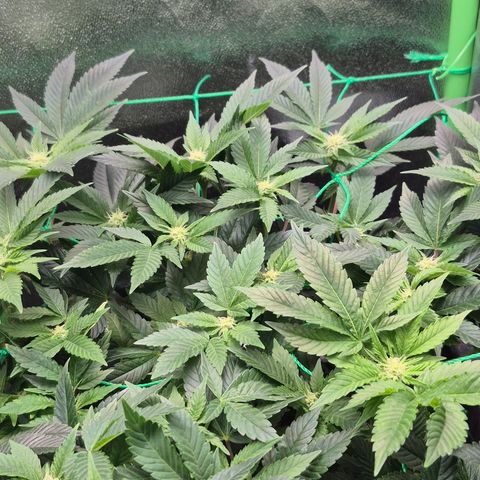 Agatha growlog timeline photo