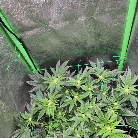 Agatha growlog timeline photo