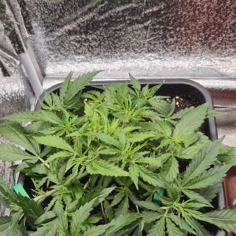 Agatha growlog timeline photo