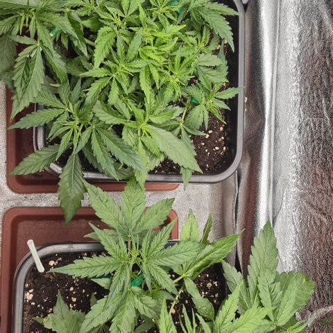 Agatha growlog timeline photo