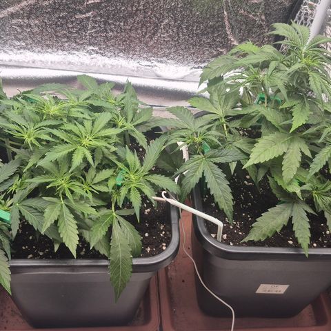 Agatha growlog timeline photo