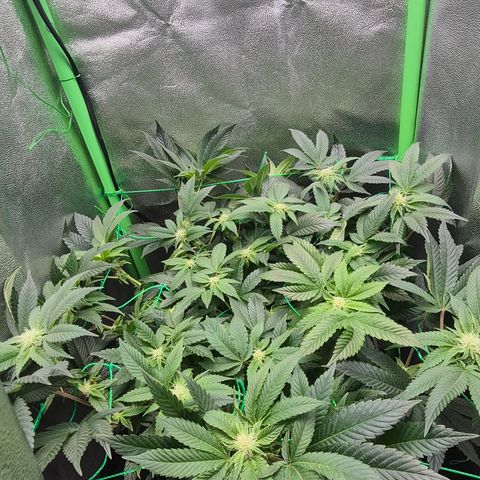 Agatha growlog timeline photo