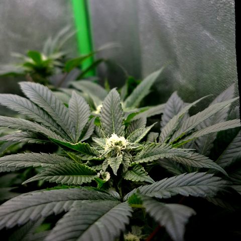 Agatha growlog timeline photo