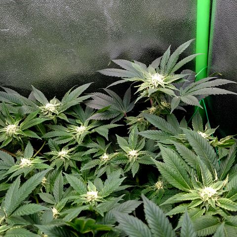 Agatha growlog timeline photo