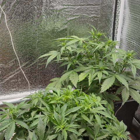 Agatha growlog timeline photo