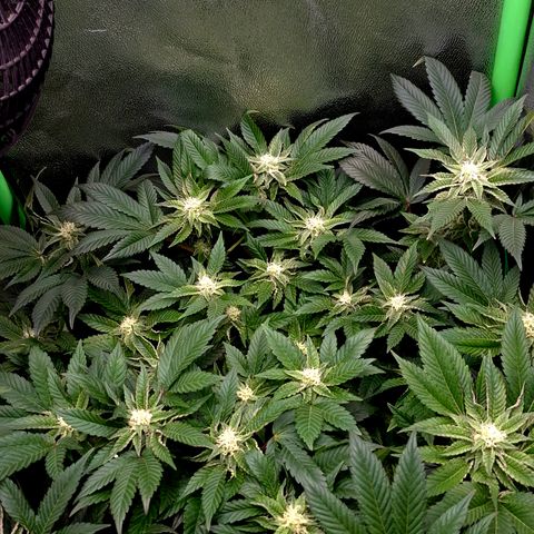 Agatha growlog timeline photo