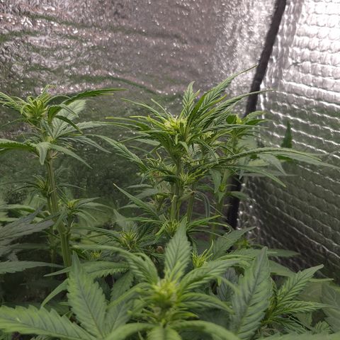 Agatha growlog timeline photo