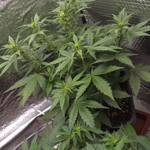 Agatha growlog timeline photo