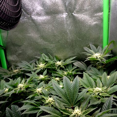 Agatha growlog timeline photo