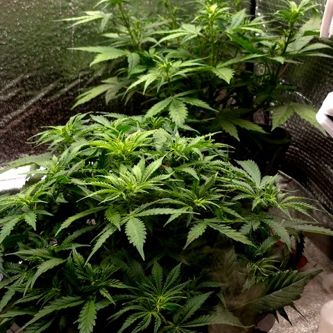 Agatha growlog timeline photo