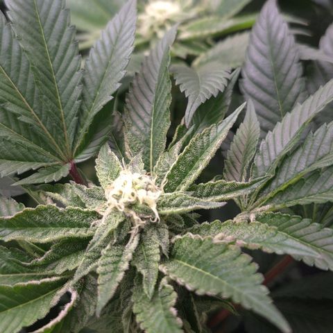Agatha growlog timeline photo