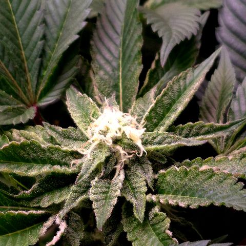 Agatha growlog timeline photo
