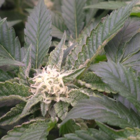 Agatha growlog timeline photo