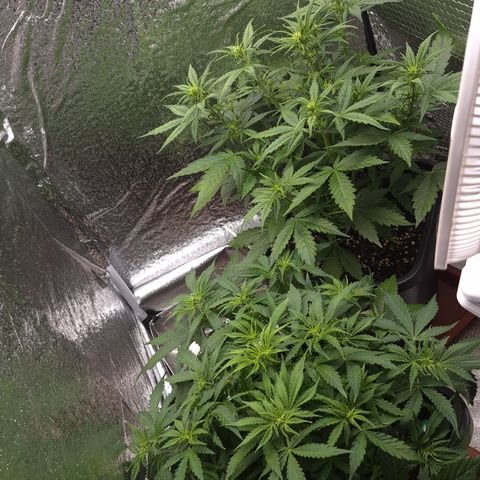 Agatha growlog timeline photo