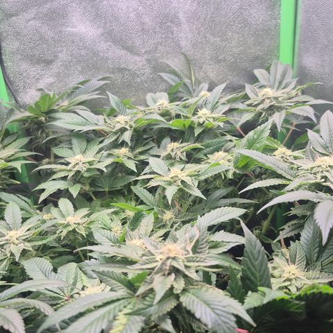 Agatha growlog timeline photo