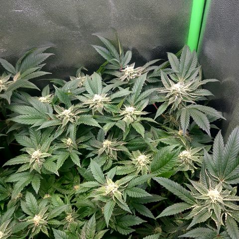 Agatha growlog timeline photo
