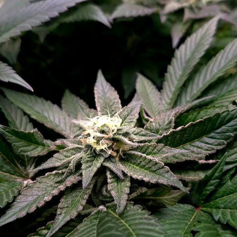 Agatha growlog timeline photo
