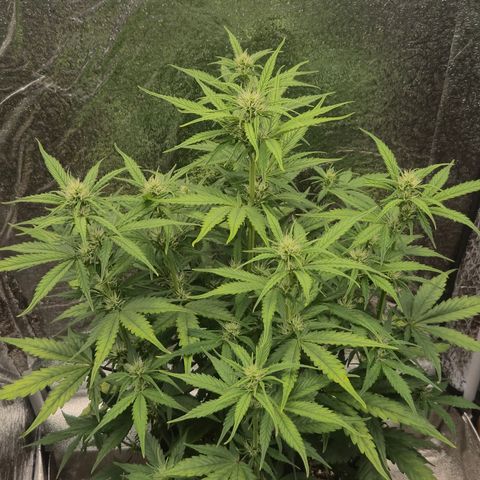 Agatha growlog timeline photo