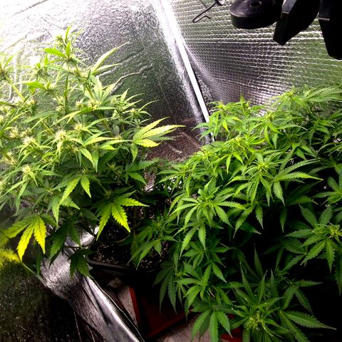 Agatha growlog timeline photo